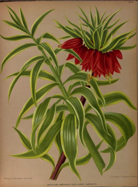 Fritillaria imperialis 'Aureomarginata' Harilik püvilill e keisrikroon